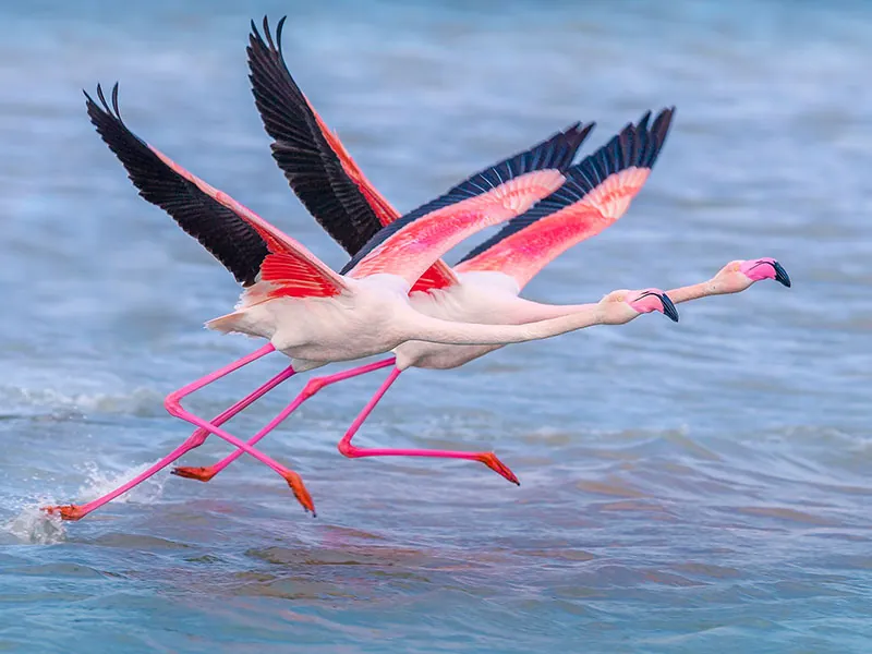 Flamingo